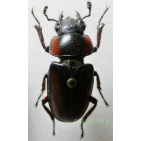 Prosopocoilus mirabilis Boileau, 1904 female +25mm Tanzania3